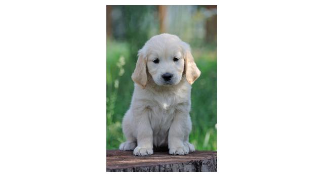 Щенки папийона (папильона) в питомнике Бон Плезир Щенки папийона (папильона) в питомнике Бон Плезир