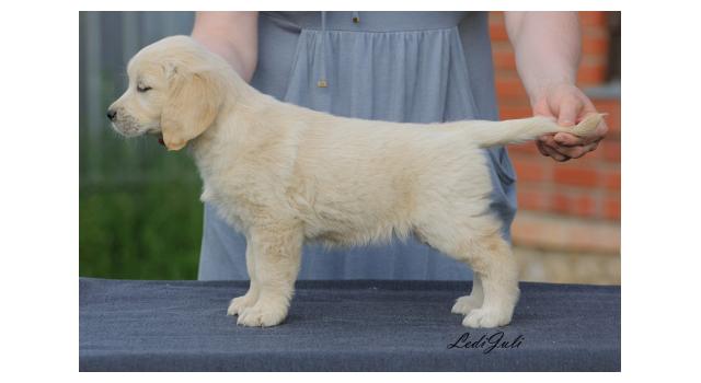 Щенки папийона (папильона) в питомнике Бон Плезир Щенки папийона (папильона) в питомнике Бон Плезир