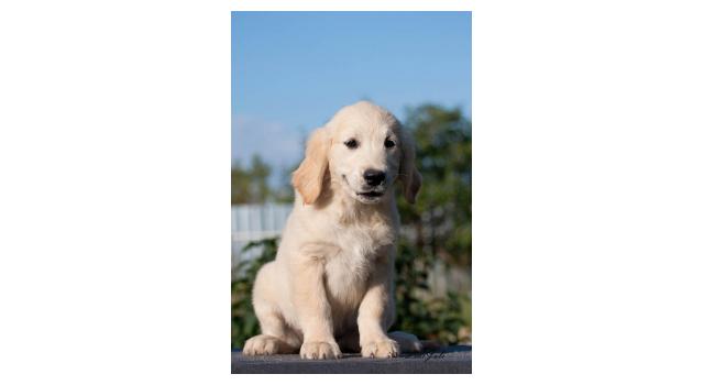 Щенки папийона (папильона) в питомнике Бон Плезир Щенки папийона (папильона) в питомнике Бон Плезир