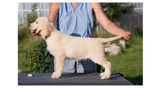 Щенки папийона (папильона) в питомнике Бон Плезир Щенки папийона (папильона) в питомнике Бон Плезир