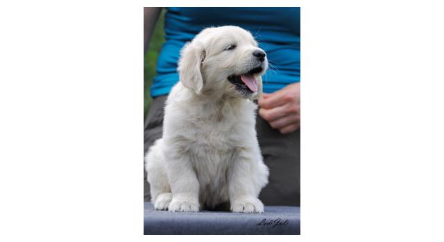 Щенки папийона (папильона) в питомнике Бон Плезир Щенки папийона (папильона) в питомнике Бон Плезир