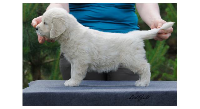 Щенки папийона (папильона) в питомнике Бон Плезир Щенки папийона (папильона) в питомнике Бон Плезир