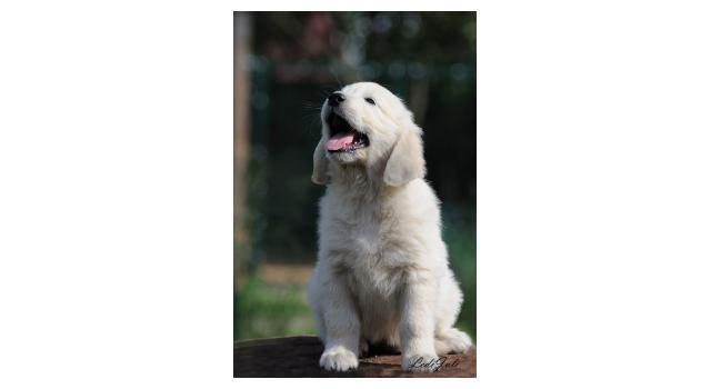 Щенки папийона (папильона) в питомнике Бон Плезир Щенки папийона (папильона) в питомнике Бон Плезир