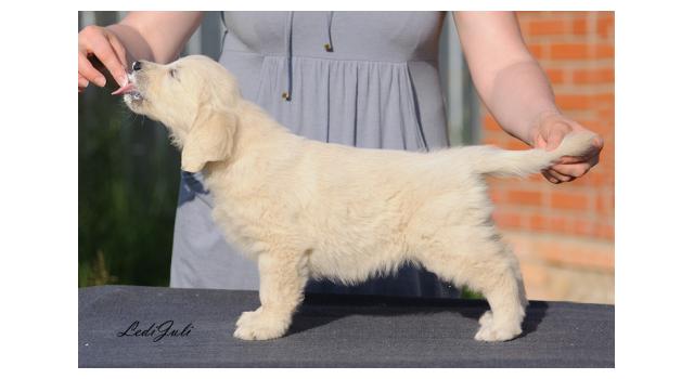 Щенки папийона (папильона) в питомнике Бон Плезир Щенки папийона (папильона) в питомнике Бон Плезир
