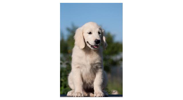 Щенки папийона (папильона) в питомнике Бон Плезир Щенки папийона (папильона) в питомнике Бон Плезир