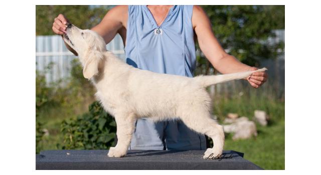 Щенки папийона (папильона) в питомнике Бон Плезир Щенки папийона (папильона) в питомнике Бон Плезир