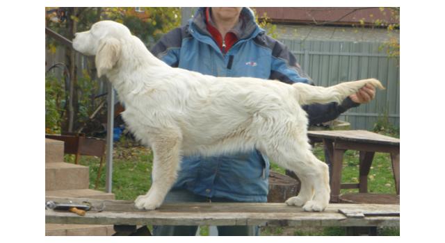 Щенки папийона (папильона) в питомнике Бон Плезир Щенки папийона (папильона) в питомнике Бон Плезир