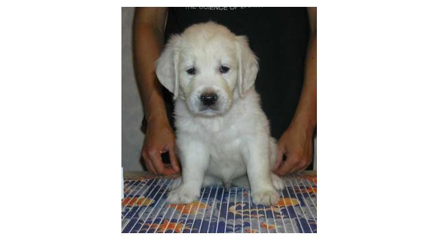 Щенки папийона (папильона) в питомнике Бон Плезир Щенки папийона (папильона) в питомнике Бон Плезир