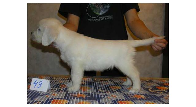 Щенки папийона (папильона) в питомнике Бон Плезир Щенки папийона (папильона) в питомнике Бон Плезир