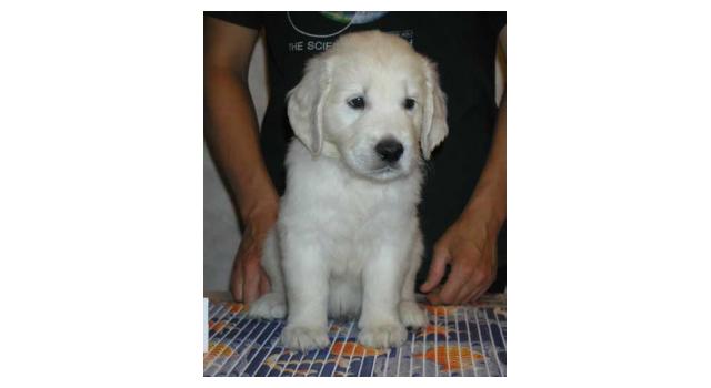 Щенки папийона (папильона) в питомнике Бон Плезир Щенки папийона (папильона) в питомнике Бон Плезир