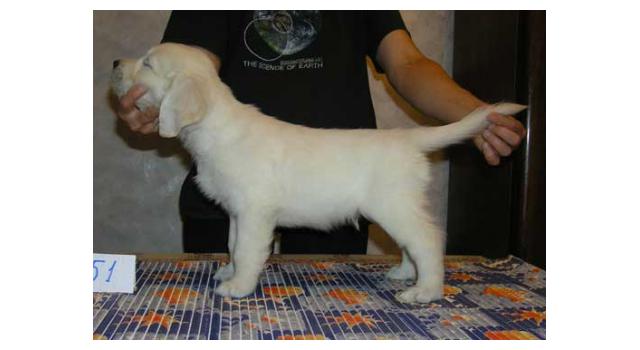 Щенки папийона (папильона) в питомнике Бон Плезир Щенки папийона (папильона) в питомнике Бон Плезир