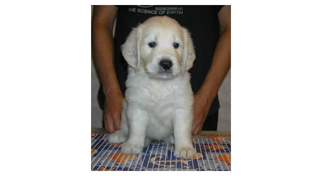 Щенки папийона (папильона) в питомнике Бон Плезир Щенки папийона (папильона) в питомнике Бон Плезир