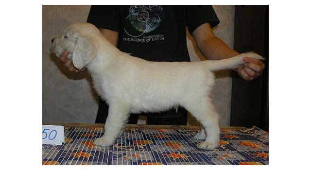 Щенки папийона (папильона) в питомнике Бон Плезир Щенки папийона (папильона) в питомнике Бон Плезир