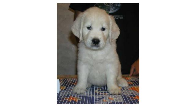 Щенки папийона (папильона) в питомнике Бон Плезир Щенки папийона (папильона) в питомнике Бон Плезир