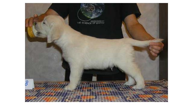 Щенки папийона (папильона) в питомнике Бон Плезир Щенки папийона (папильона) в питомнике Бон Плезир