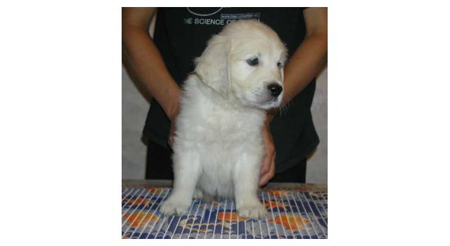 Щенки папийона (папильона) в питомнике Бон Плезир Щенки папийона (папильона) в питомнике Бон Плезир