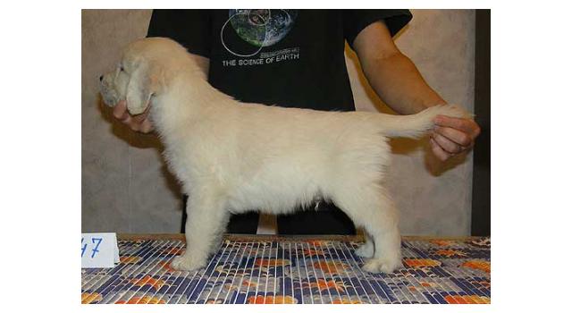 Щенки папийона (папильона) в питомнике Бон Плезир Щенки папийона (папильона) в питомнике Бон Плезир