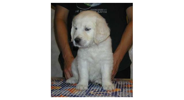 Щенки папийона (папильона) в питомнике Бон Плезир Щенки папийона (папильона) в питомнике Бон Плезир