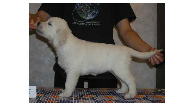 Щенки папийона (папильона) в питомнике Бон Плезир Щенки папийона (папильона) в питомнике Бон Плезир