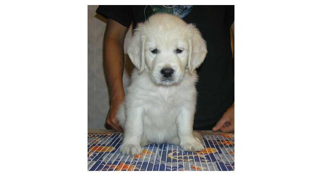 Щенки папийона (папильона) в питомнике Бон Плезир Щенки папийона (папильона) в питомнике Бон Плезир