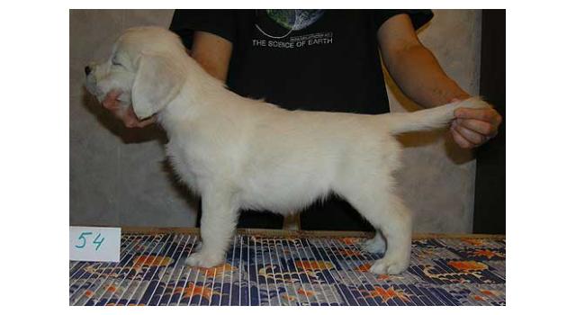 Щенки папийона (папильона) в питомнике Бон Плезир Щенки папийона (папильона) в питомнике Бон Плезир