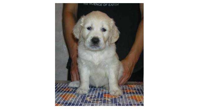 Щенки папийона (папильона) в питомнике Бон Плезир Щенки папийона (папильона) в питомнике Бон Плезир