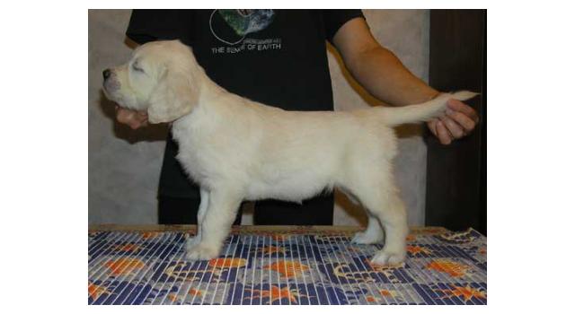 Щенки папийона (папильона) в питомнике Бон Плезир Щенки папийона (папильона) в питомнике Бон Плезир