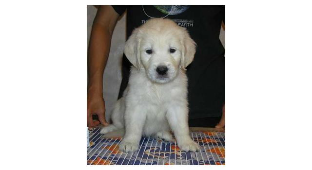 Щенки папийона (папильона) в питомнике Бон Плезир Щенки папийона (папильона) в питомнике Бон Плезир