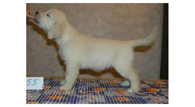 Щенки папийона (папильона) в питомнике Бон Плезир Щенки папийона (папильона) в питомнике Бон Плезир