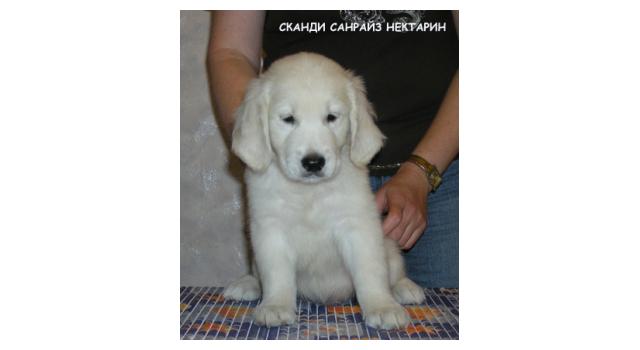 Щенки папийона (папильона) в питомнике Бон Плезир Щенки папийона (папильона) в питомнике Бон Плезир