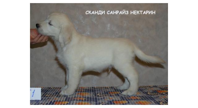 Щенки папийона (папильона) в питомнике Бон Плезир Щенки папийона (папильона) в питомнике Бон Плезир