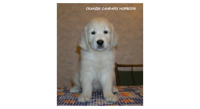 Щенки папийона (папильона) в питомнике Бон Плезир Щенки папийона (папильона) в питомнике Бон Плезир