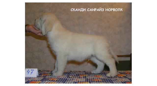 Щенки папийона (папильона) в питомнике Бон Плезир Щенки папийона (папильона) в питомнике Бон Плезир