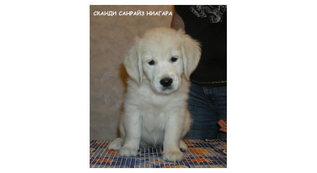 Щенки папийона (папильона) в питомнике Бон Плезир Щенки папийона (папильона) в питомнике Бон Плезир