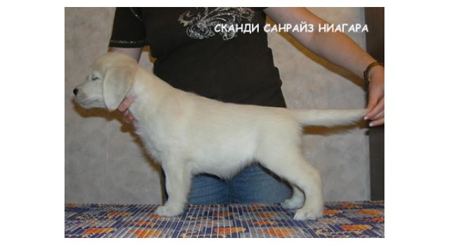 Щенки папийона (папильона) в питомнике Бон Плезир Щенки папийона (папильона) в питомнике Бон Плезир