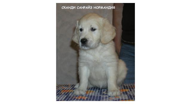 Щенки папийона (папильона) в питомнике Бон Плезир Щенки папийона (папильона) в питомнике Бон Плезир