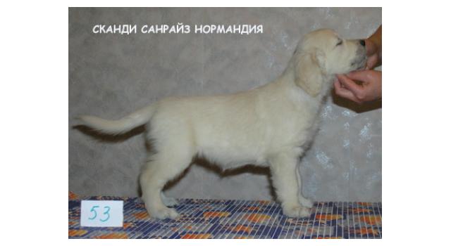 Щенки папийона (папильона) в питомнике Бон Плезир Щенки папийона (папильона) в питомнике Бон Плезир