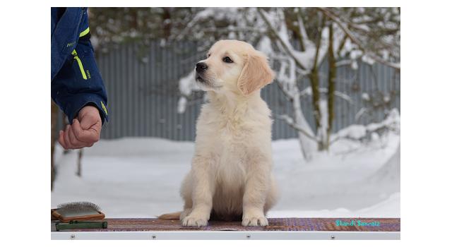 Щенки папийона (папильона) в питомнике Бон Плезир Щенки папийона (папильона) в питомнике Бон Плезир