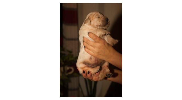 Щенки папийона (папильона) в питомнике Бон Плезир Щенки папийона (папильона) в питомнике Бон Плезир