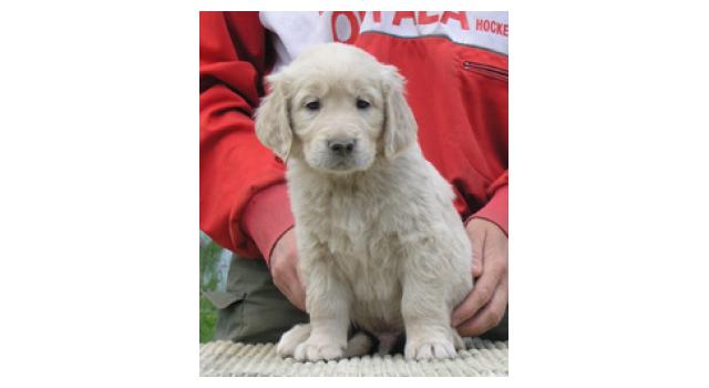 Щенки папийона (папильона) в питомнике Бон Плезир Щенки папийона (папильона) в питомнике Бон Плезир