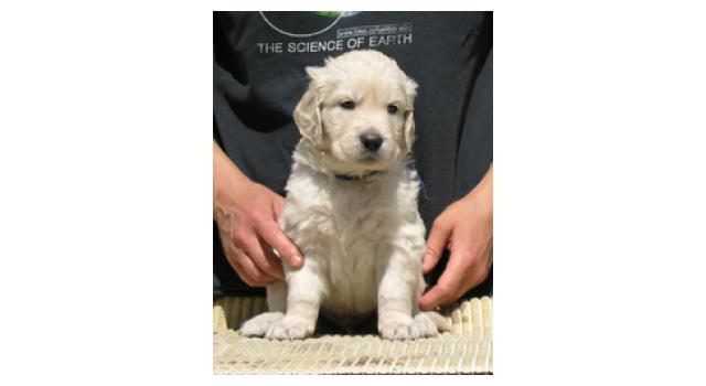 Щенки папийона (папильона) в питомнике Бон Плезир Щенки папийона (папильона) в питомнике Бон Плезир