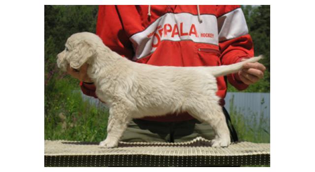 Щенки папийона (папильона) в питомнике Бон Плезир Щенки папийона (папильона) в питомнике Бон Плезир