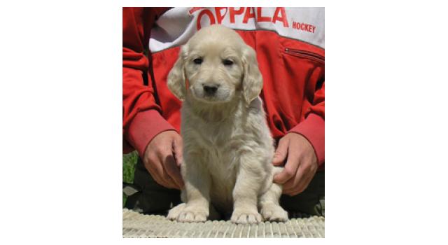 Щенки папийона (папильона) в питомнике Бон Плезир Щенки папийона (папильона) в питомнике Бон Плезир