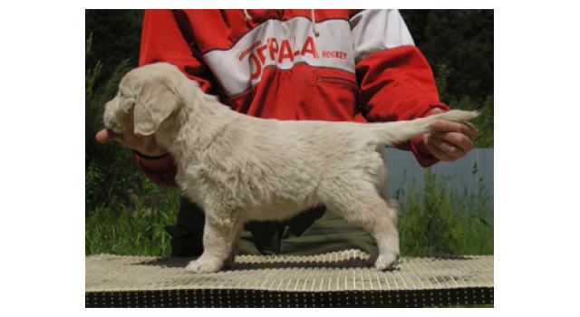 Щенки папийона (папильона) в питомнике Бон Плезир Щенки папийона (папильона) в питомнике Бон Плезир