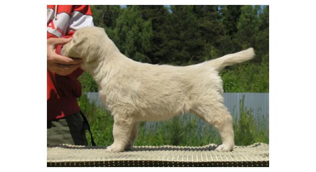 Щенки папийона (папильона) в питомнике Бон Плезир Щенки папийона (папильона) в питомнике Бон Плезир