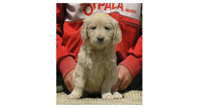 Щенки папийона (папильона) в питомнике Бон Плезир Щенки папийона (папильона) в питомнике Бон Плезир