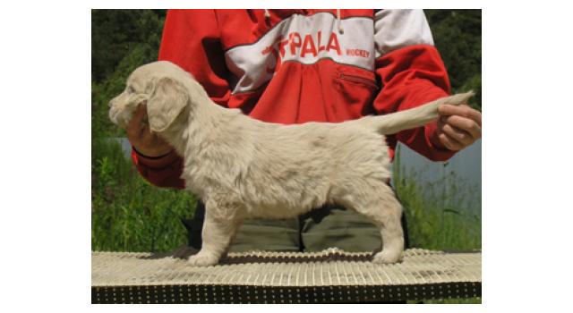 Щенки папийона (папильона) в питомнике Бон Плезир Щенки папийона (папильона) в питомнике Бон Плезир