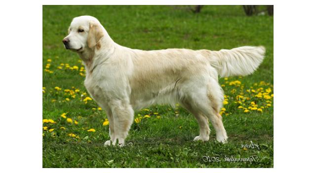 Щенки папийона (папильона) в питомнике Бон Плезир Щенки папийона (папильона) в питомнике Бон Плезир