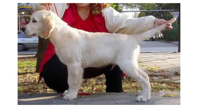 Щенки папийона (папильона) в питомнике Бон Плезир Щенки папийона (папильона) в питомнике Бон Плезир