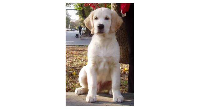 Щенки папийона (папильона) в питомнике Бон Плезир Щенки папийона (папильона) в питомнике Бон Плезир